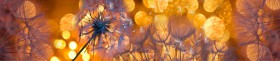 Кухонный фартук Одуванчики золотистые 3 мерцание серебро в Нерюнгри - neryungri.katalogmebeli.com | фото