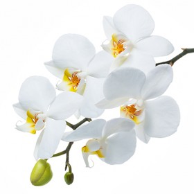 Стол обеденный Танго белый/Орхидея в Нерюнгри - neryungri.katalogmebeli.com | фото 3